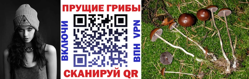 Галлюциногенные грибы прущие грибы Купить закладки Тюкалинск